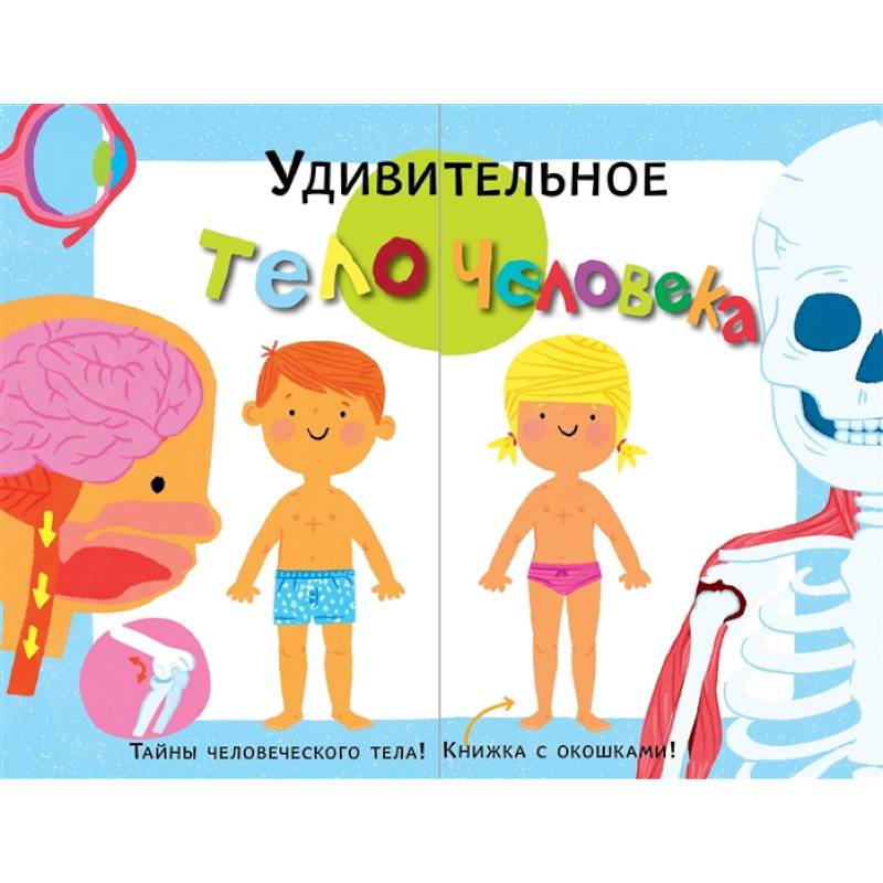 Удивительное тело человека Удивительное тело человека