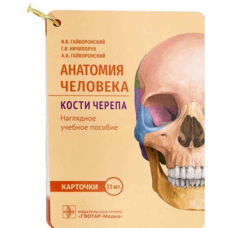 Анатомия человека. Кости черепа. 23 карточки Анатомия человека. Кости черепа. 23 карточки