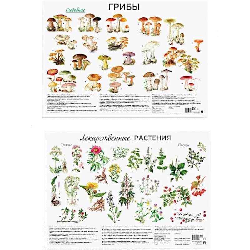 Грибы. Лекарственные растения (комплект из 2 плакатов) Грибы. Лекарственные растения (комплект из 2 плакатов)