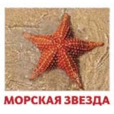 Дошкольникам, книга Комплект карточек 'Водные жители'