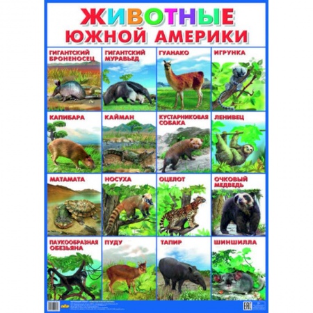 Книги, книга Плакат. Животные Южной Америки (550х770)