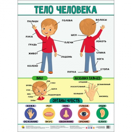 Книги для дошкольников (4-6 лет), книга Плакат. Тело человека