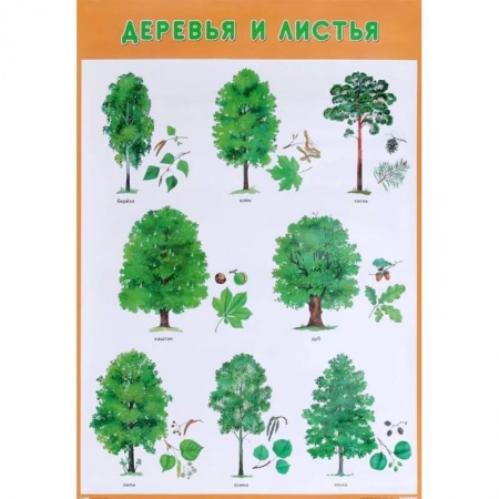 Учителям, педагогам, воспитателям, книга Деревья и листья