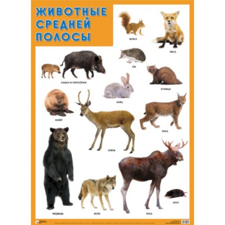 Познавательная литература, книга Животные средней полосы