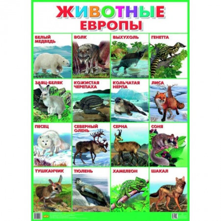 Книги, книга Плакат. Животные Европы (550х770)