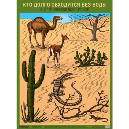 Познавательная литература, книга Кто долго обходится без воды. Экологическое воспитание. А2.