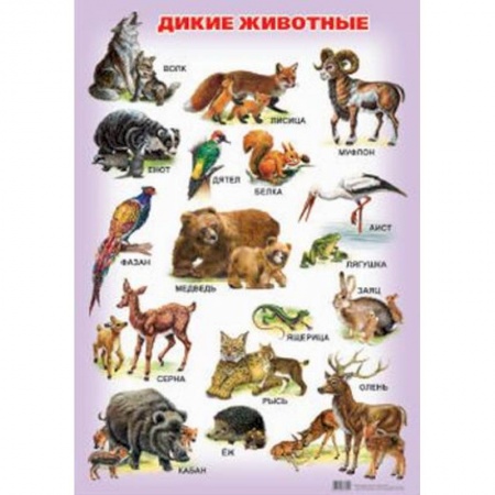 Познавательная литература, книга Дикие животные. Плакат