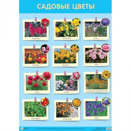 Дошкольникам, книга Садовые цветы