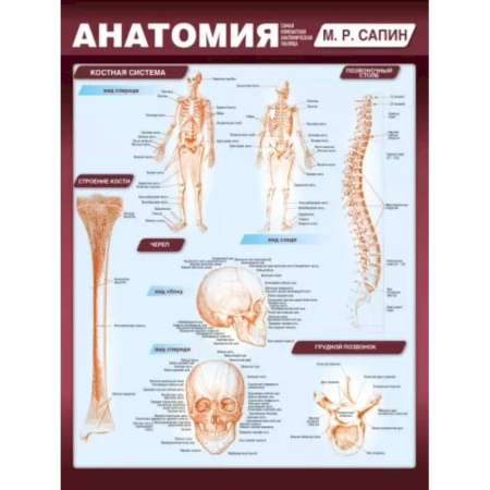 Медицинские энциклопедии и справочники, книга Анатомия. Самая компактная анатомическая таблица