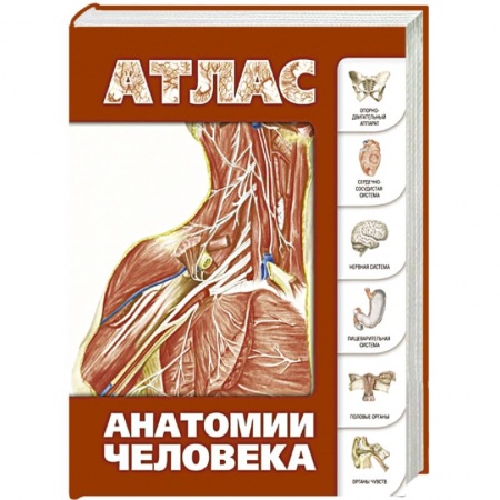 Книги, книга Атлас анатомии человека