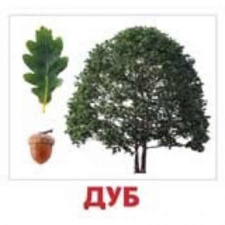 Досуг, творчество и кулинария, книга Комплект карточек 'Деревья'