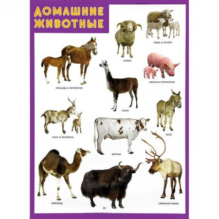 Книги, книга Домашние животные. Плакат