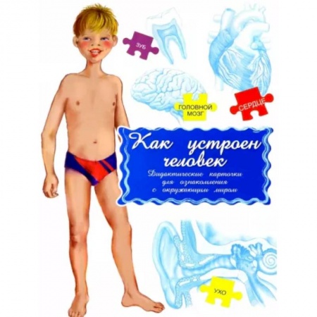 Познавательная литература, книга Дидактические карточки. Как устроен человек?