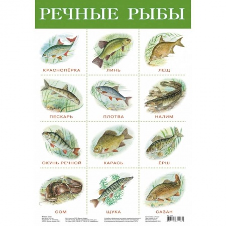 Книги, книга Плакат. Речные рыбы/2165/
