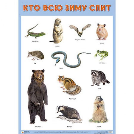 Книги, книга Плакат 'Кто всю зиму спит'
