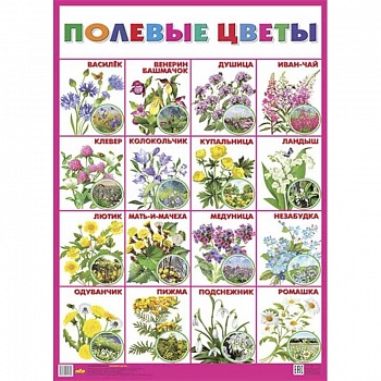 Плакат 'Полевые цветы' Плакат 'Полевые цветы'